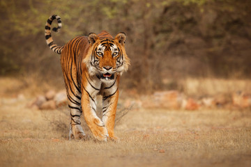 Tiger in the nature habitat. Tiger male walking head on composition. Wildlife scene with danger animal. Hot summer in Rajasthan, India. Dry trees with beautiful indian tiger, Panthera tigris - obrazy, fototapety, plakaty