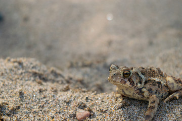 Toad