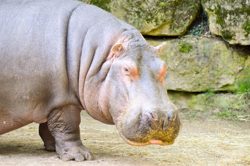 Hippopotamus seen from close up