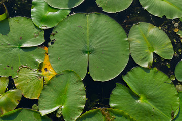 Lilypad