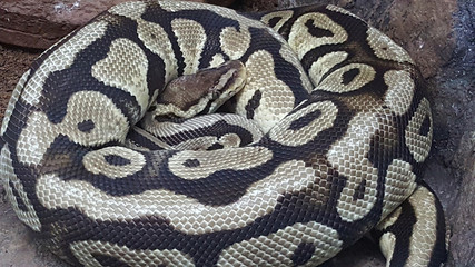 pitone nel rettilario