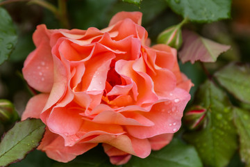 rose close up on green blur background