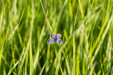 The blue butterflyon the background of the green grass
