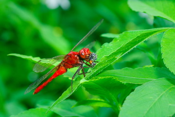 Insects, Dragonfly, Damselfly.