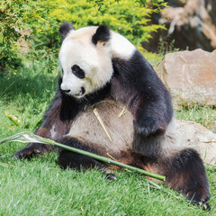 Obraz premium Giant panda eating bambou sticks