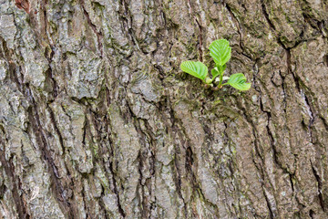 Baumstamm mit jungen Trieb