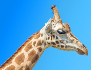 primo piano di muso di giraffa