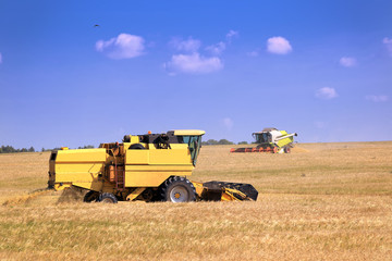 Obraz premium harvest