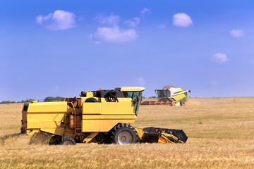 Obraz premium harvest