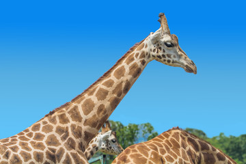 primo piano di muso di giraffa