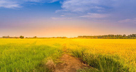 Landscape of rice field and sky during sunset in summer.