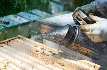 Close up view of the working bees on honey cells.