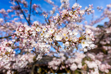 Beautiful cherry blossom sakura in spring time