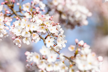Beautiful cherry blossom sakura in spring time