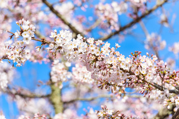 Beautiful cherry blossom sakura in spring time