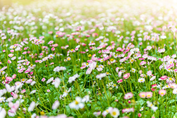 Daisy flower on green meadow