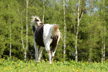 running away, black and white horse running over the blooming pasture
