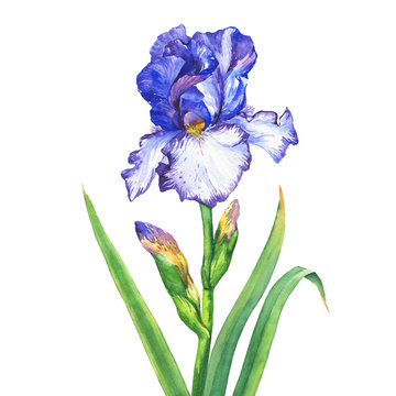 The branch flowering blue Iris with bud. Watercolor hand drawn painting illustration, isolated on white background.