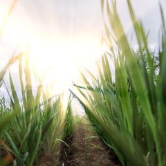 young wheat sprouts