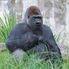 Gorilla, monkey, dominating male 