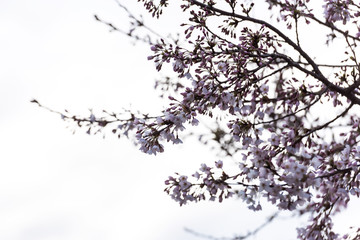 Beautiful cherry blossom sakura in spring time