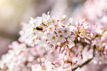 Beautiful cherry blossom sakura in spring time