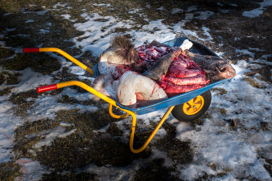 Moose head and intestines after slaughter in the garage after the hunt, in a wheelbarrow