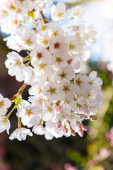Beautiful cherry blossom sakura in spring time