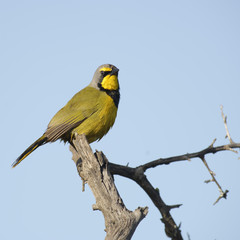 Bokmakierie, Addo Elephant National Park