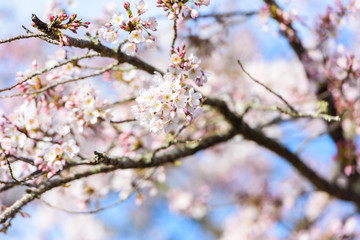 Beautiful cherry blossom sakura in spring time