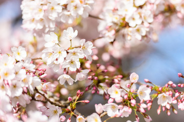 Beautiful cherry blossom sakura in spring time
