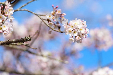 Beautiful cherry blossom sakura in spring time