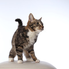 beautiful striped cat