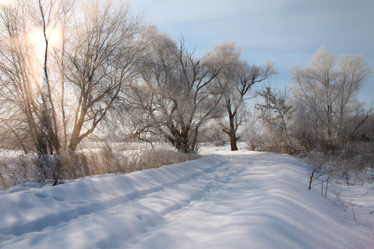 drifts in the woods