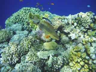 Multicolored fish swim over the coral reef.