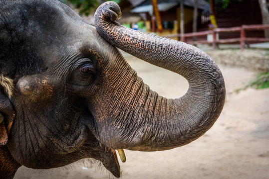 Close up elephant face