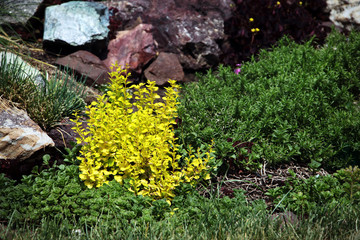 alpine garden flower bed
