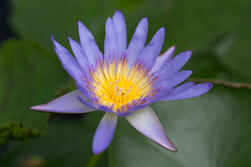 Beautiful waterlily or lotus flower.