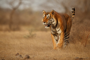 Tiger in the nature habitat. Tiger male walking head on composition. Wildlife scene with danger animal. Hot summer in Rajasthan, India. Dry trees with beautiful indian tiger, Panthera tigris - obrazy, fototapety, plakaty