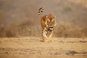 Papier Peint photo Lavable Tigre Tiger in the nature habitat. Tiger male walking head on composition. Wildlife scene with danger animal. Hot summer in Rajasthan, India. Dry trees with beautiful indian tiger, Panthera tigris