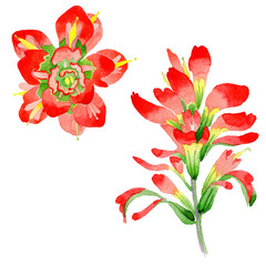 Wildflower Indian Paintbrush flower in a watercolor style isolated.