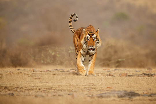 Tiger in the nature habitat. Tiger male walking head on composition. Wildlife scene with danger animal. Hot summer in Rajasthan, India. Dry trees with beautiful indian tiger, Panthera tigris