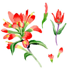 Wildflower Indian Paintbrush flower in a watercolor style isolated.