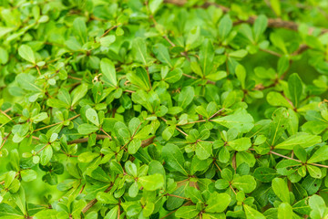 Fototapeta na wymiar green leaf background