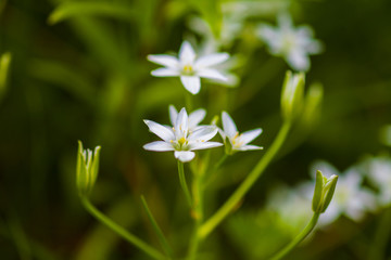 star of Bethlehem flower