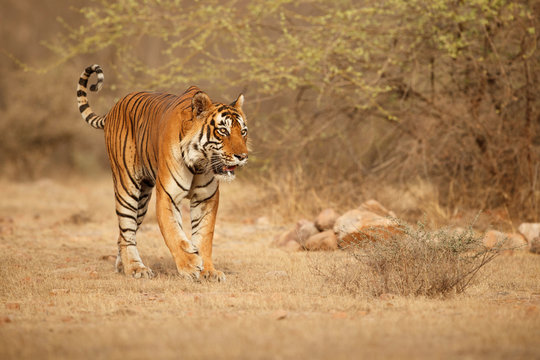 Tiger in the nature habitat. Tiger male walking head on composition. Wildlife scene with danger animal. Hot summer in Rajasthan, India. Dry trees with beautiful indian tiger, Panthera tigris