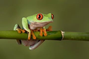 Peel and stick wall murals Frog A close up portrait of a red eyed tree frog hanging on to a bamboo shoot looking forward and about to fall