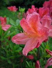 Fototapeta na wymiar Pink rhododendron.