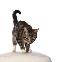 beautiful striped cat