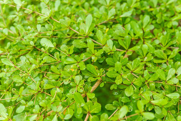 green leaf background